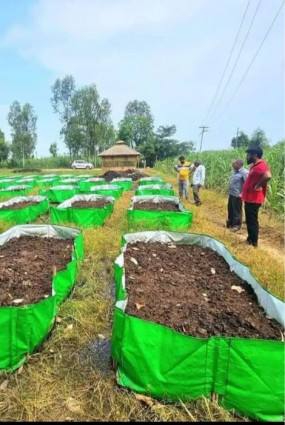 Organic Soil Booster (Organic Mixture)