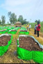 Organic Soil Booster (Organic Mixture)
